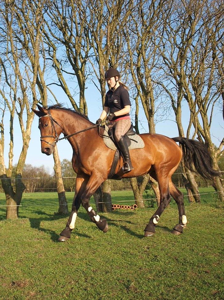 Dansk Varmblod Ann-Star - Ann-Star d. 25 april 2011 billede 3