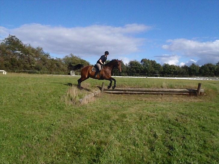 Dansk Varmblod Ann-Star - Militarytræning.. billede 5