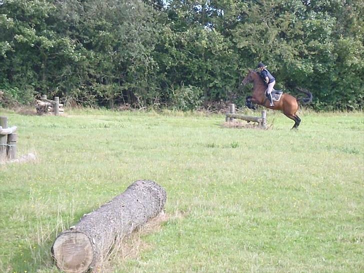 Dansk Varmblod Ann-Star - Militarytræning.. billede 6