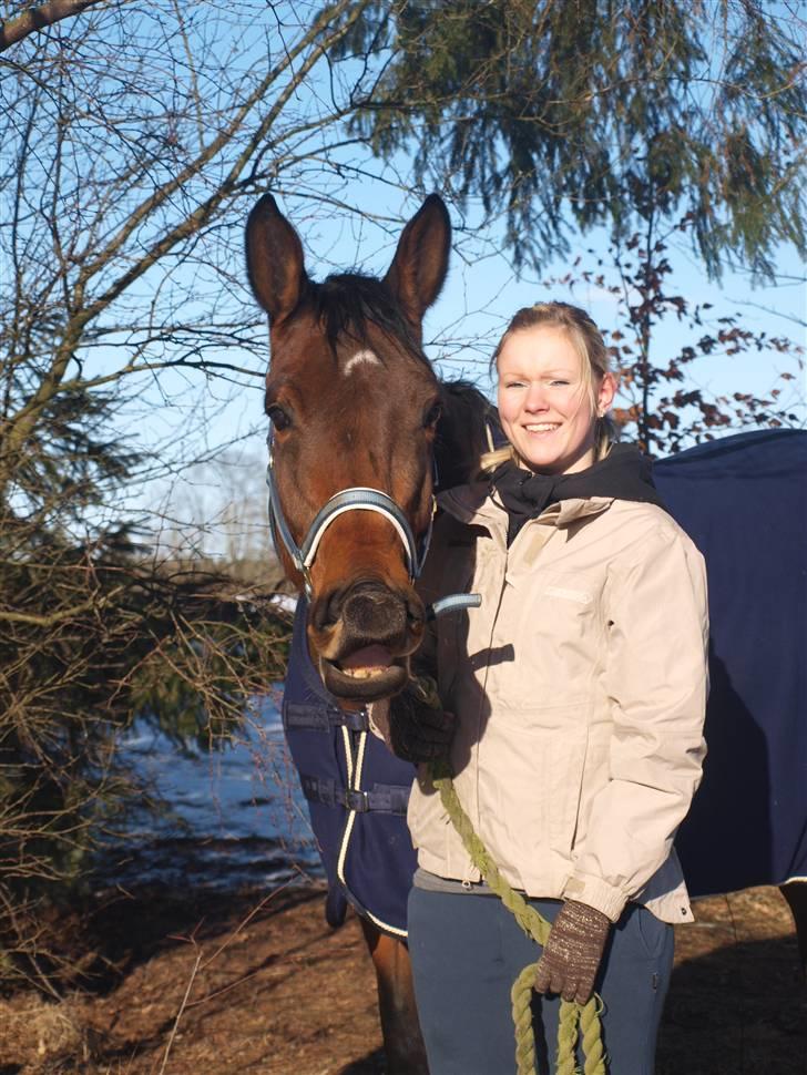 Dansk Varmblod Ann-Star billede 7