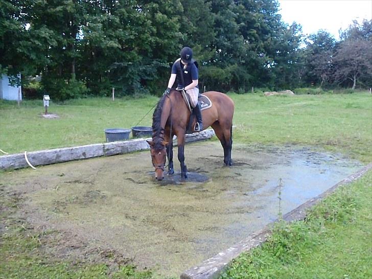 Dansk Varmblod Ann-Star - Militarytræning.. billede 8