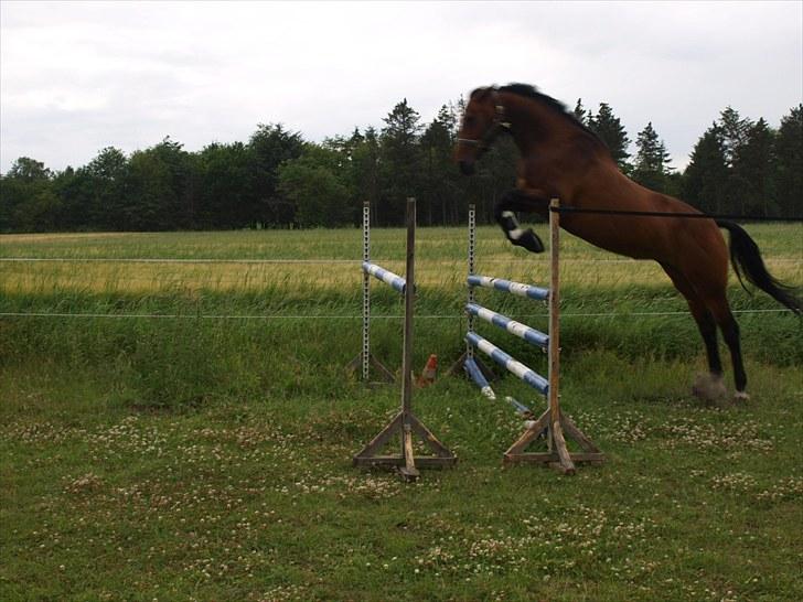 Dansk Varmblod Ann-Star - Ann-Star. D. 16 juni 2010. 135 cm! billede 9