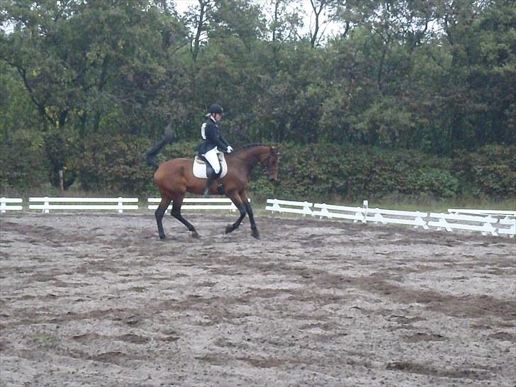 Dansk Varmblod Ann-Star - Militarystævne.. billede 10