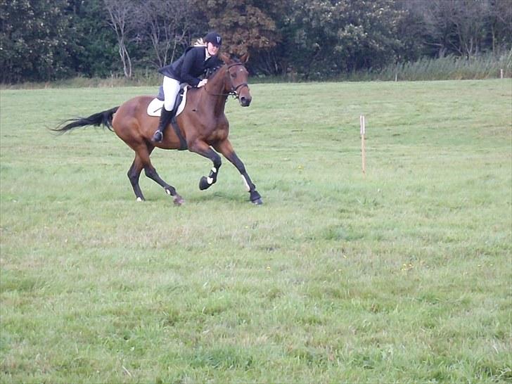 Dansk Varmblod Ann-Star - Militarystævne. billede 11