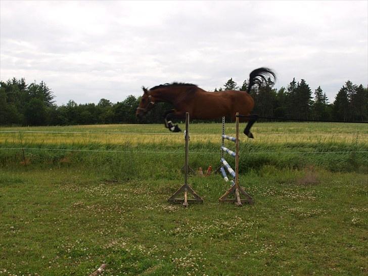 Dansk Varmblod Ann-Star - Ann-Star. D. 16 juni 2010. 140 cm! billede 12