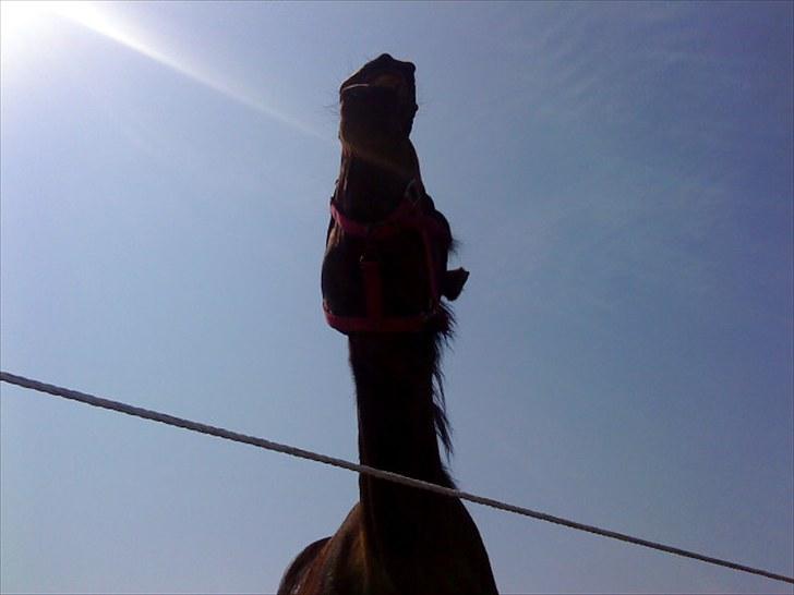 Traver April New SOLGT =( billede 12