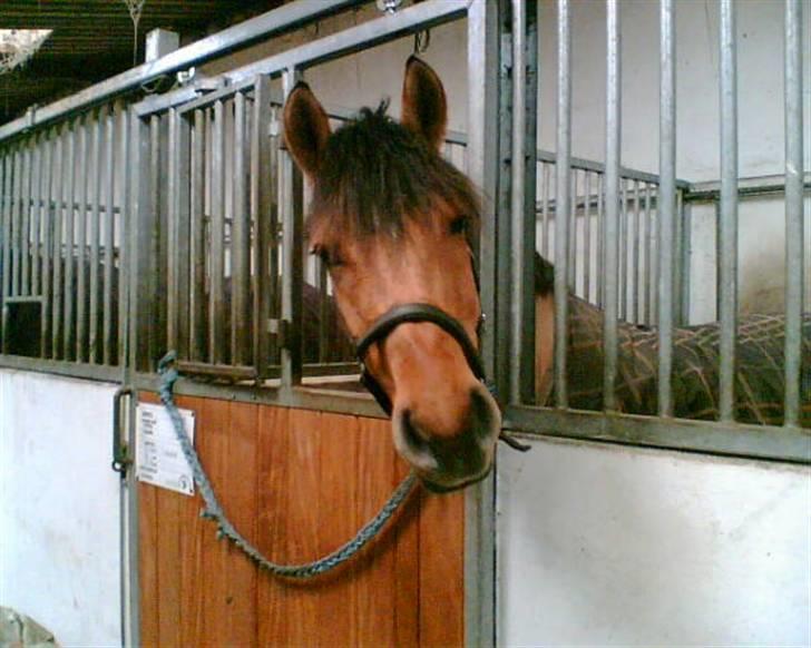 Anden særlig race Cosmos solgt  billede 1