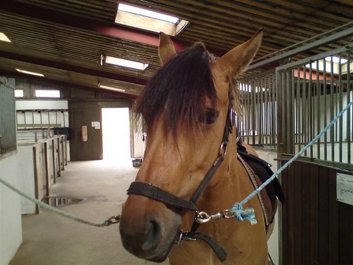 Anden særlig race Cosmos solgt  billede 2