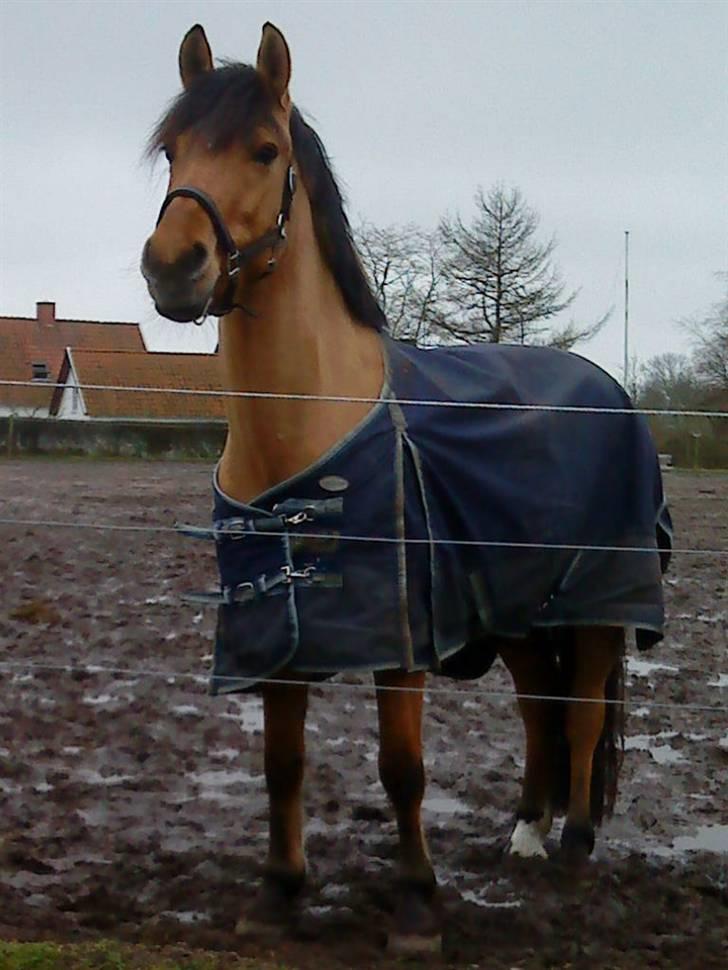 Anden særlig race Cosmos solgt  billede 5