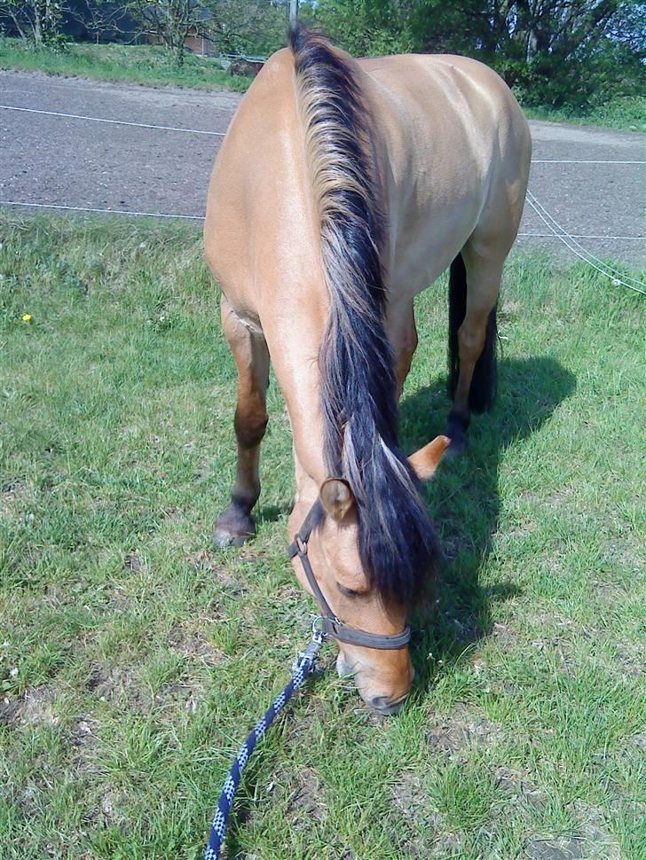 Anden særlig race Cosmos solgt  billede 6