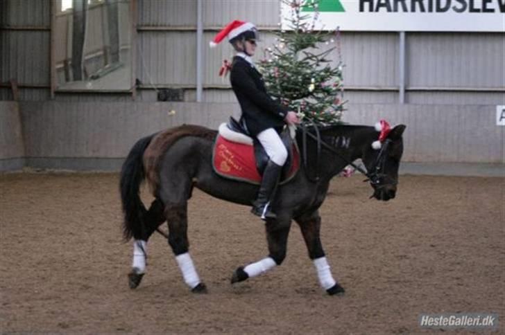 Anden særlig race Dinna<3 - til julestævne i hark lb 69,28% og en 4 plads:D billede 2