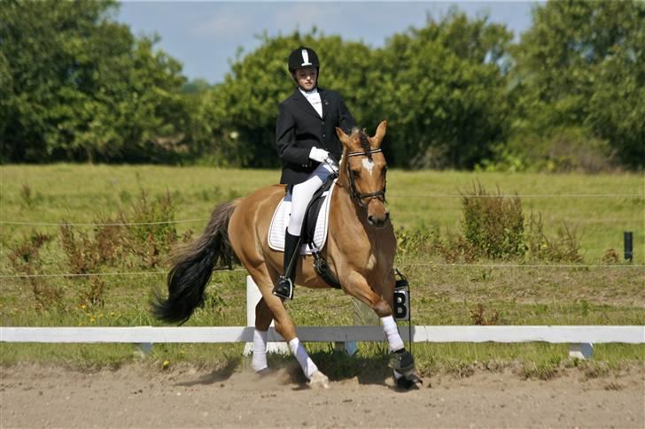 Anden særlig race Cosmos solgt  billede 7