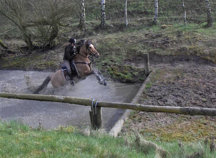 Anden særlig race Cosmos solgt  billede 9