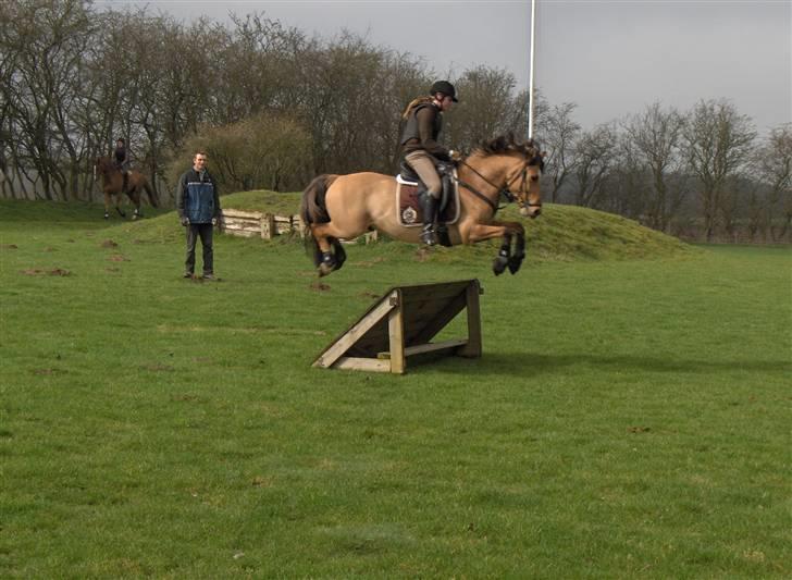 Anden særlig race Cosmos solgt  billede 11