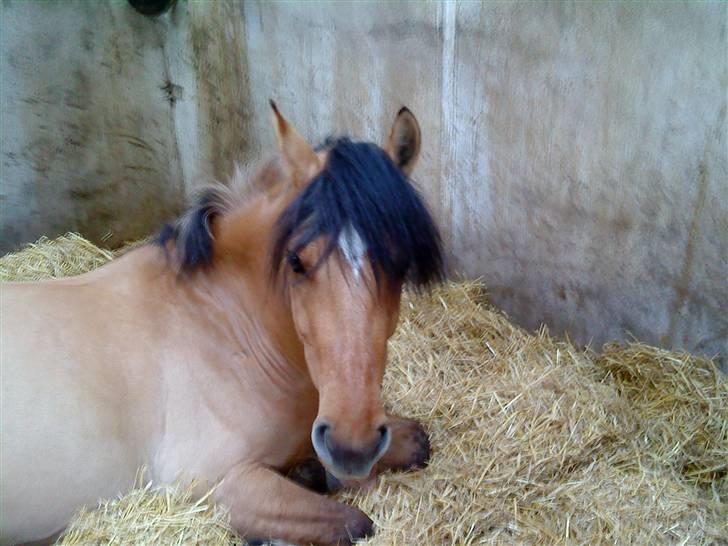 Anden særlig race Cosmos solgt  billede 13