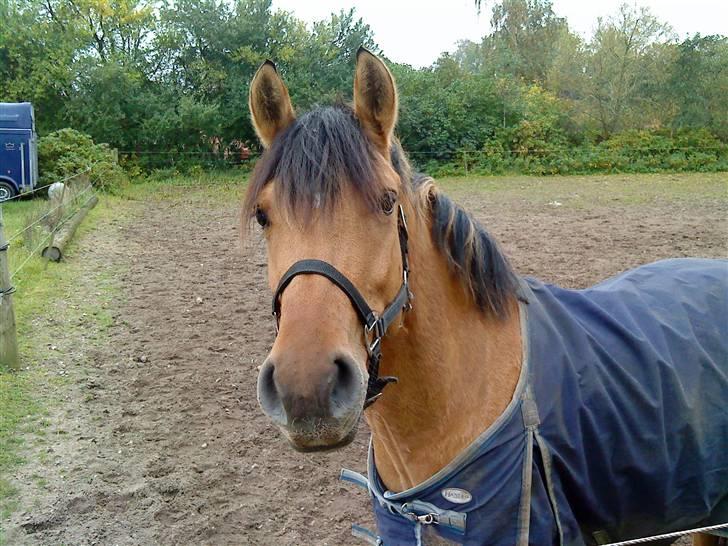 Anden særlig race Cosmos solgt  billede 14