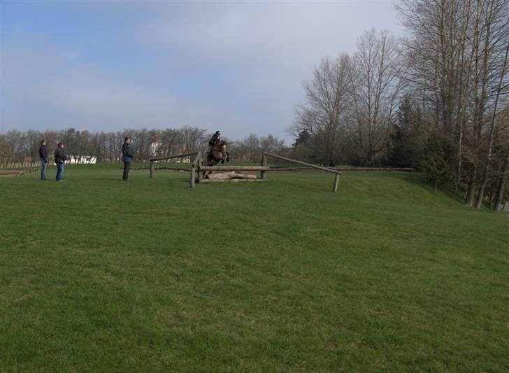 Anden særlig race Cosmos solgt  billede 15