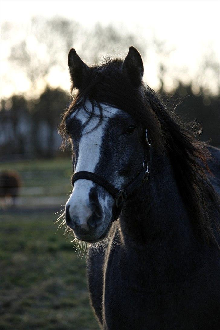 Welsh Partbred (Sec F) Gravens Fairytale - Velkommen til Fairytales profil! :) (Foto: Louise Knudsen) billede 3