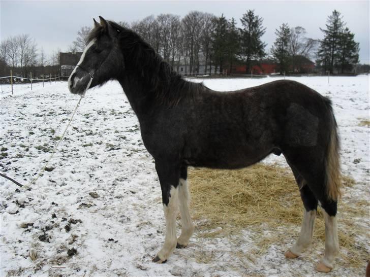 Welsh Partbred (Sec F) Gravens Fairytale - Fairytale i profil! er han ikke bare smuk :D billede 12
