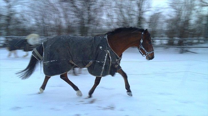 DSP Fontaine | Tidl. Låne (: billede 2