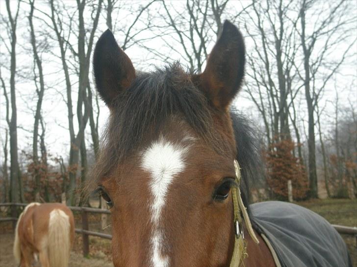 DSP Fontaine | Tidl. Låne (: - smukke øjne og øre :´D <3 billede 5