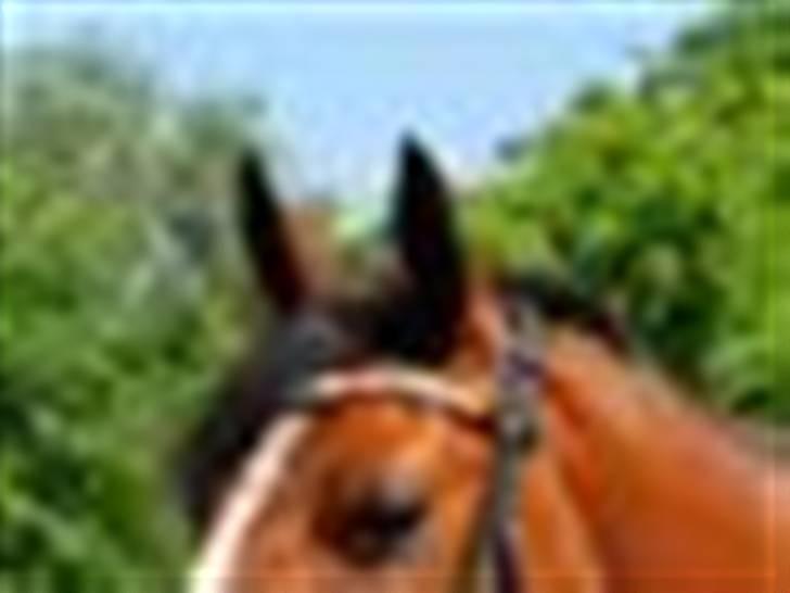 Hollandsk Sportspony Wester Aikemas Nanouk ikke i ridning mere - Er jeg bare lækker eller hvad?:D NOK: Kys mig jeg lækker! ;D billede 1