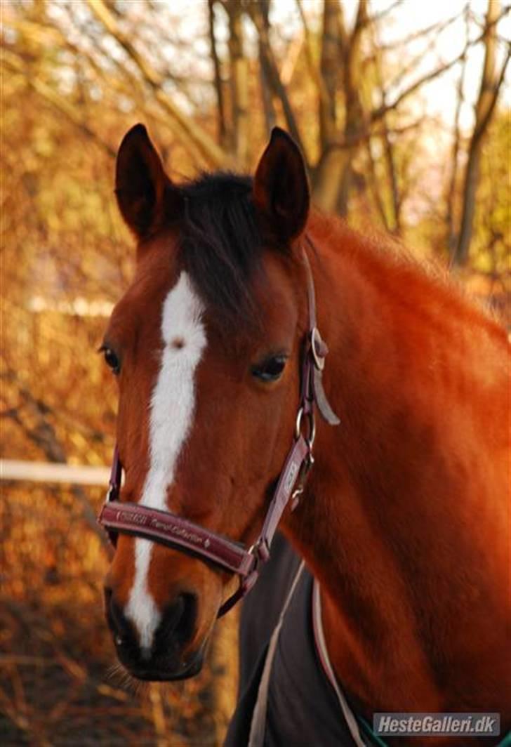 Hollandsk Sportspony Wester Aikemas Nanouk ikke i ridning mere billede 2