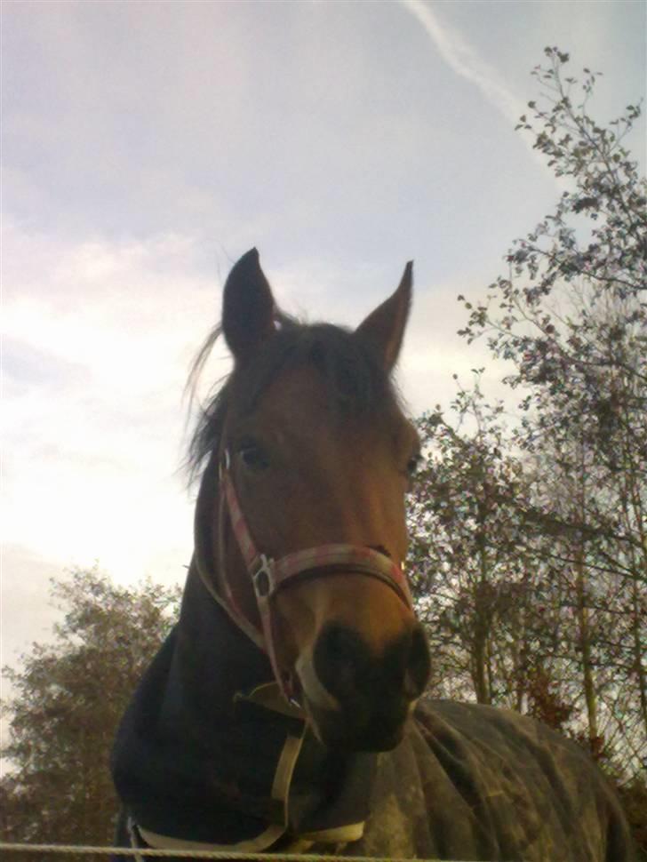 New Forest Bakkegaards Zenn-lii. - Se lige mig:) billede 2