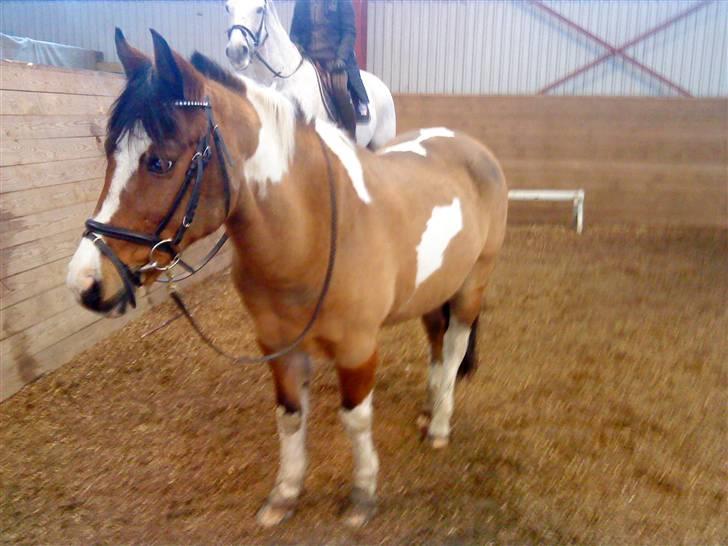 Pinto Tippi *SOLGT* billede 11