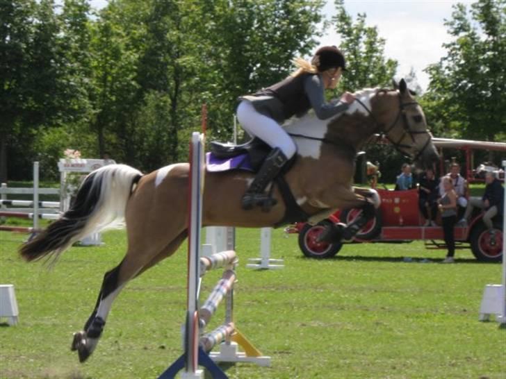 Irsk Sportspony pacer billede 5