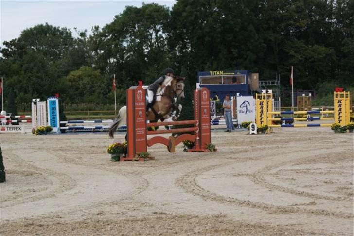 Irsk Sportspony pacer billede 7
