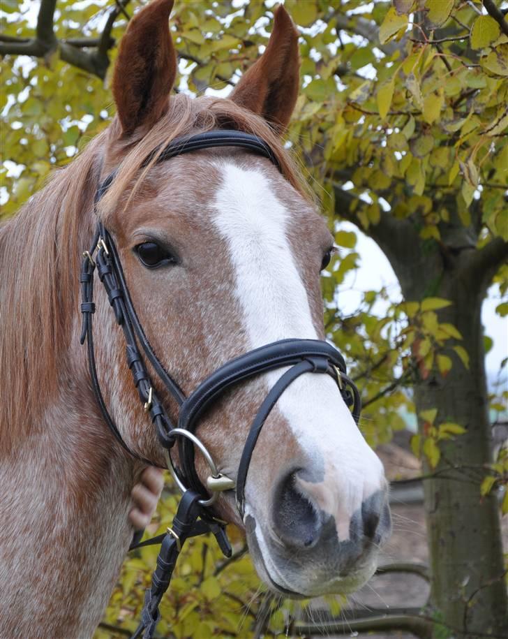 Anden særlig race Zafir R.I.P. billede 20