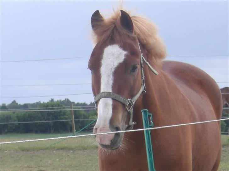 New Forest Tony<3 billede 7