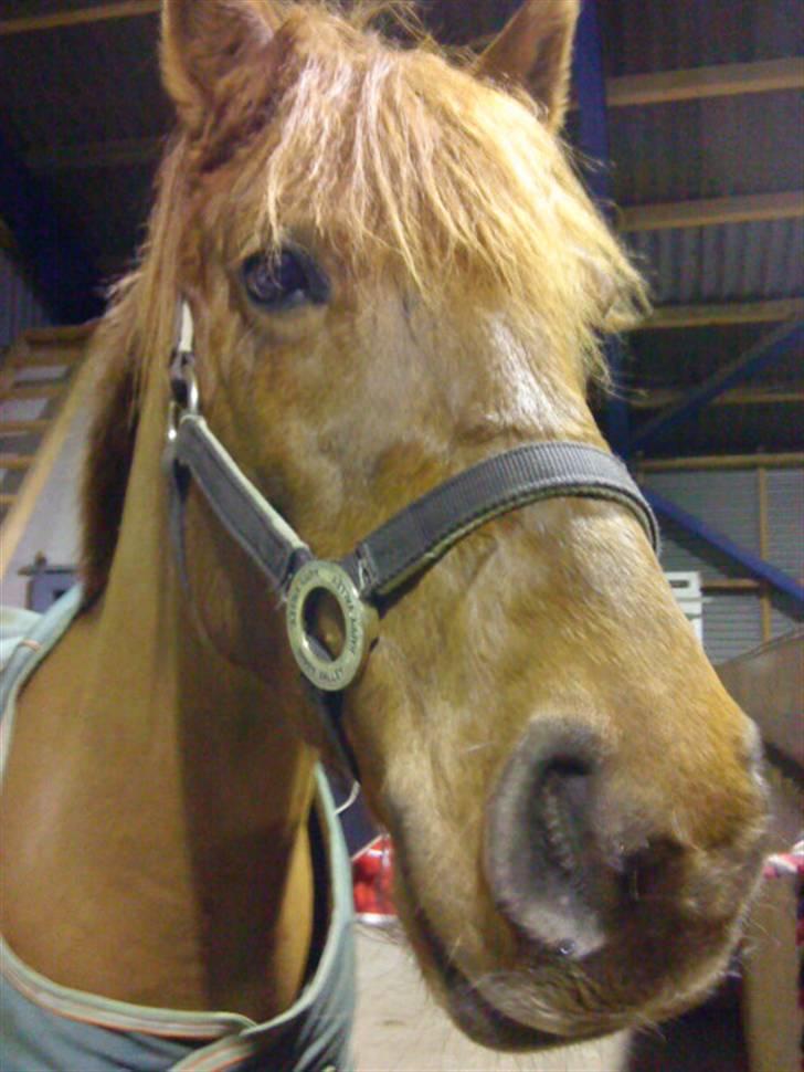 New Forest Debbie(Død) - Dag 1 billede 2