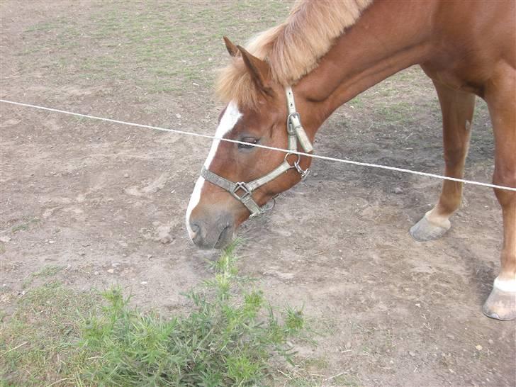 New Forest Tony<3 - Tony klør  sig på en plante<3 billede 8