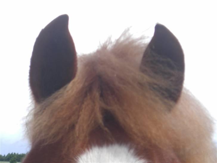 New Forest Tony<3 billede 9