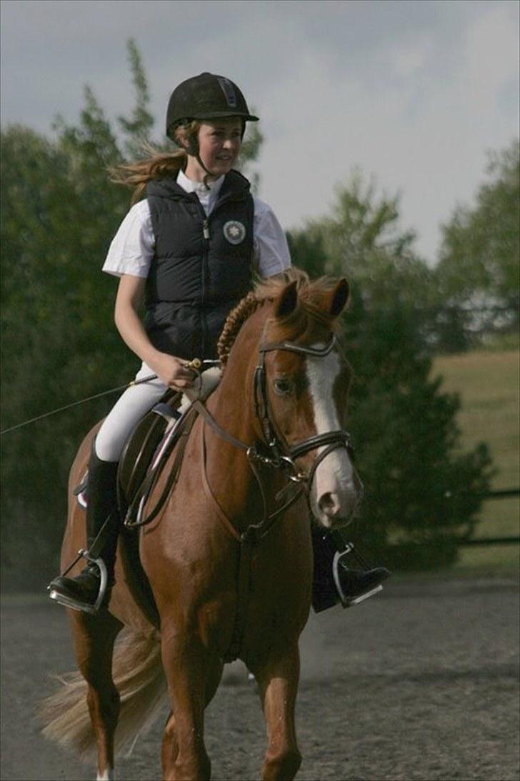 New Forest Tony<3 - Koncentreret tony:)Tony og jeg til stævne 80 cm den. 4 August 2010 <3 billede 16