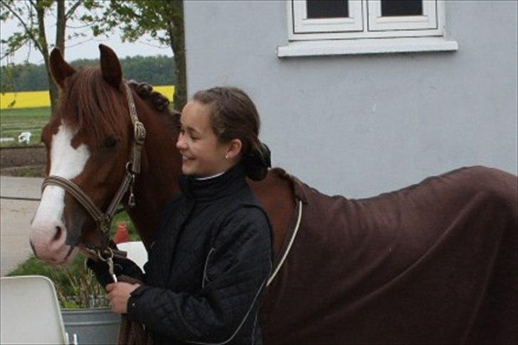 Welsh Pony (sec B) Korreborgs Verdi *SAVNET* <3 - (NYT)Aldrig glem den der gav dig mest kærlighed<3  Foto: Helene<3 billede 3