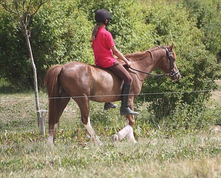 Welsh Pony (sec B) Korreborgs Verdi *SAVNET* <3 - (NYT) Sammen, gik vi lykken i møde :-*  Foto: Michala billede 4