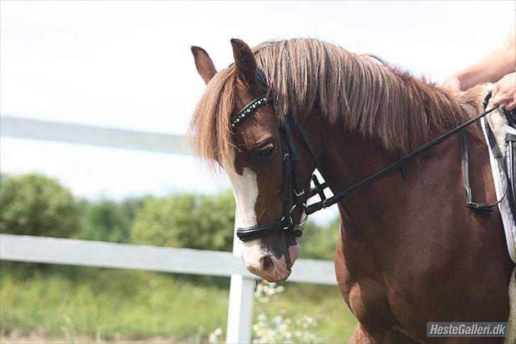 Welsh Pony (sec B) Korreborgs Verdi *SAVNET* <3 - Jeg ville ønske jeg fik sagt ordenligt farvel en sidste gang!   Foto: Michala billede 5