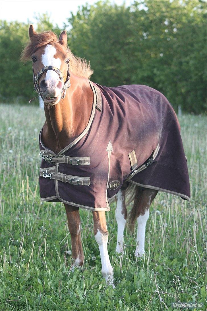 Welsh Pony (sec B) Korreborgs Verdi *SAVNET* <3 - skønhed kan føles - den kan frembringes, men ikke forklares! :´     Savner dig!  Foto: Michala billede 6