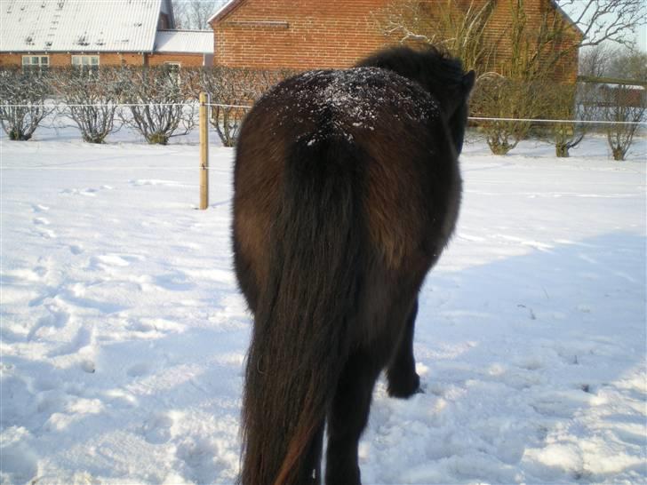 Islænder Svipur billede 8
