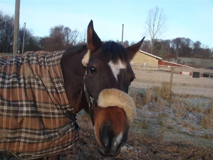 Anden særlig race Beauty  - "Jeg vil have det knækbrød !" (;.- Billed af mig - billede 9