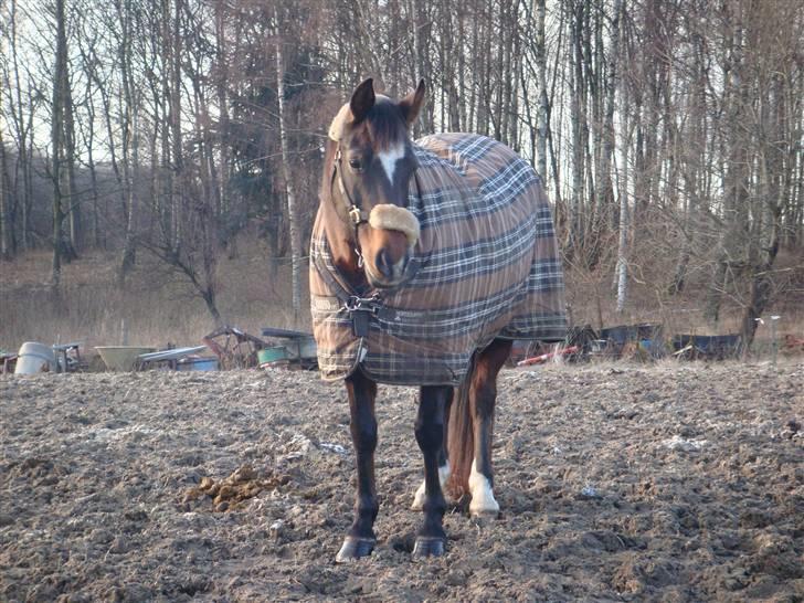 Anden særlig race Beauty  - Den 01 - 01 / 2010, en dag der vil blive husket C;. - Billed af mig - billede 10