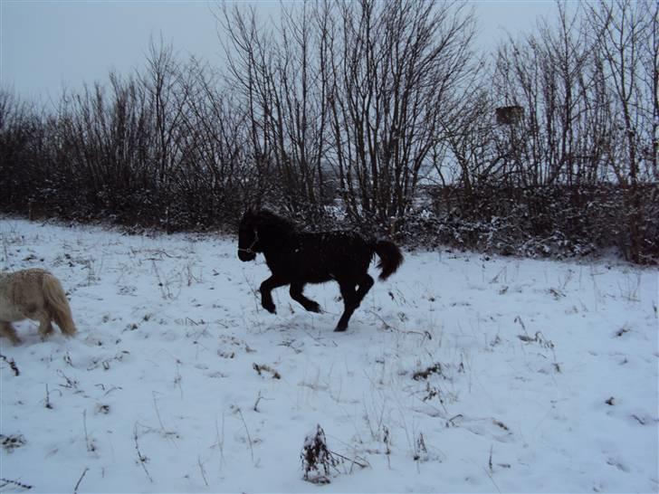 Islænder Bláus fra Belkanto *Solgt* billede 19