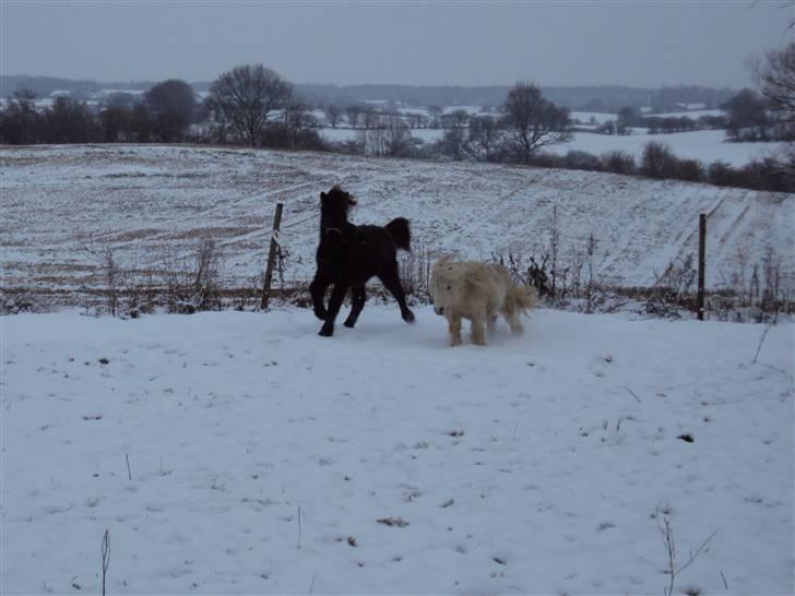 Islænder Bláus fra Belkanto *Solgt* billede 14