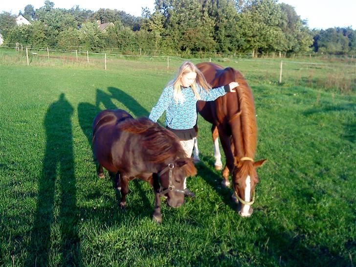 Appaloosa SSF Mr. Snip N Go billede 2