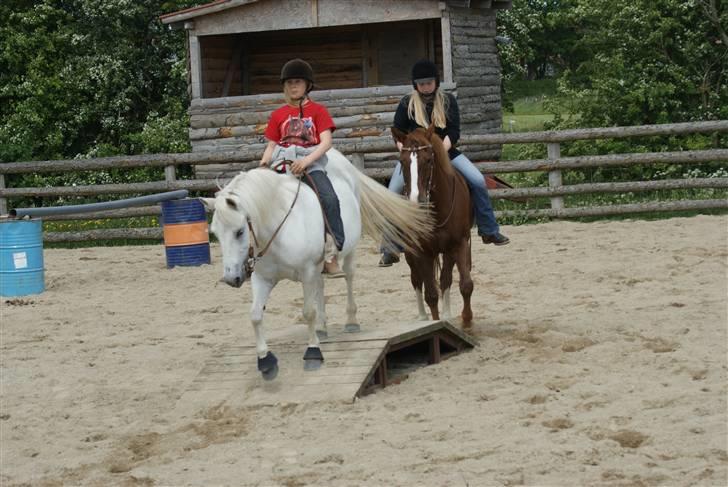 Appaloosa SSF Mr. Snip N Go billede 3