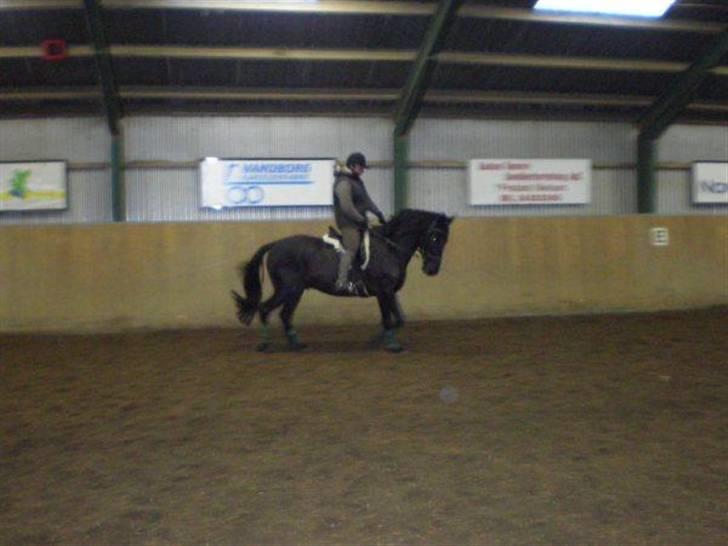 Anden særlig race Domingo - Jane rider Domingo billede 13