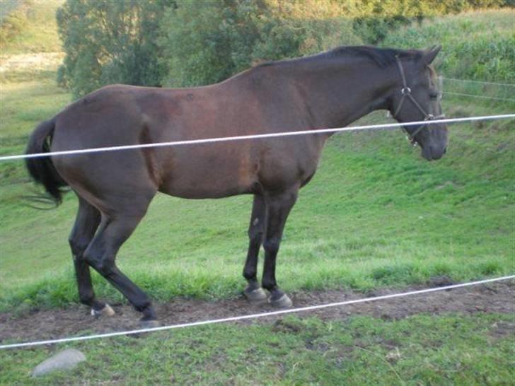 Anden særlig race Domingo - Domingo hjemme ved Jane billede 14